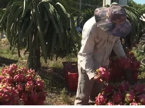 Giá thanh long tăng mạnh, nhà vườn ở Bà Rịa- Vũng Tàu phấn khởi