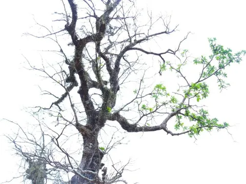 Cây lộc vừng rỗng gốc độc lạ, giá nửa tỷ đồng không bán