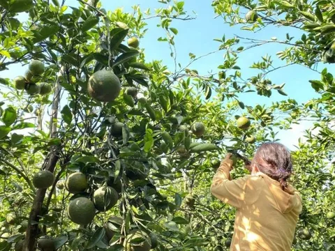 Cam sành tụt giá thê thảm, nông dân trở thành shipper