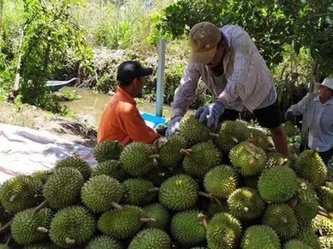 Sầu riêng tăng giá kỷ lục