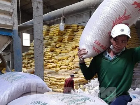 Vì sao xuất khẩu gạo giảm, giá lúa tăng vù vù?