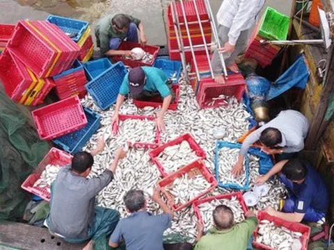 Ngư dân trúng đậm hơn 10 tấn cá đù, thu về hàng trăm triệu đồng