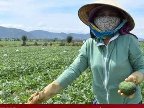 Kiếm bộn tiền nhờ bán dưa hấu non bỏ đi