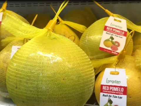 Lô bưởi Diễn xuất khẩu chính ngạch đầu tiên đến Anh