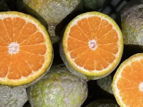 Vào chính vụ cam sành bán chạy vì giá rẻ