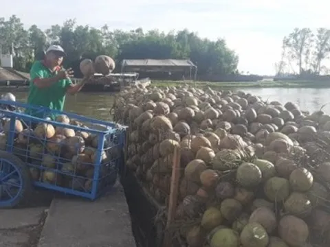 Trái dừa khô mất giá hơn 1 năm qua