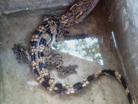 Quảng Trị: Thả lưới bắt cá, không ngờ đụng trúng cá sấu