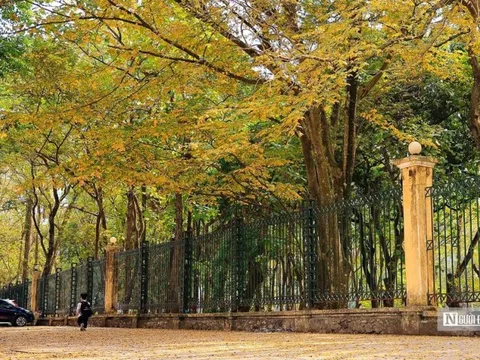 Mê mẩn ngắm Hà Nội mùa thay lá