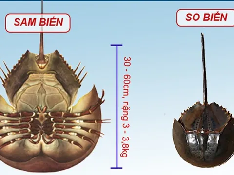 Ăn so biển coi chừng nhiễm độc