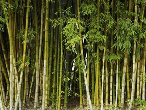 Loại cây là biểu tượng văn hóa Việt có công dụng chữa bệnh 'thay đổi thời tiết' vô cùng hiệu quả