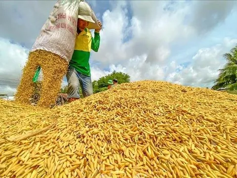 Giá gạo ở Đồng bằng sông Cửu Long tăng
