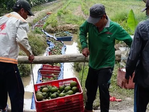 Trái cây mong manh được - mất