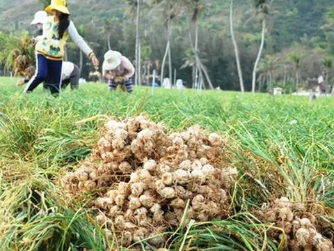 Nông dân Lý Sơn khóc ròng vì vàng trắng mất mùa