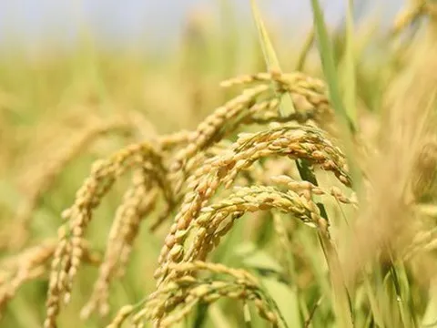 Thương hiệu gạo Việt ngày càng khẳng định giá trị trên thế giới