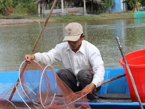 Lý do giá cá kèo bất ngờ tăng mạnh