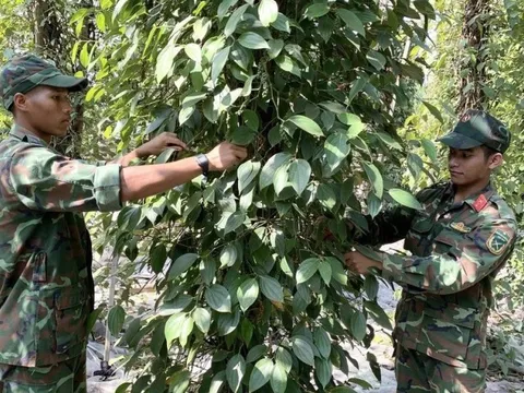 Bà Rịa - Vũng Tàu: Ấm áp hình ảnh bộ đội giúp dân thu hoạch hồ tiêu