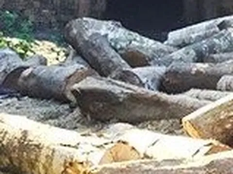 Khánh Hòa: Phát hiện lò than cùng nhiều gỗ, củi tại Tp.Nha Trang