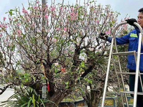 Quá tải dịch vụ ký gửi chăm sóc đào cổ thụ sau Tết, chủ vườn tất bật thu gom