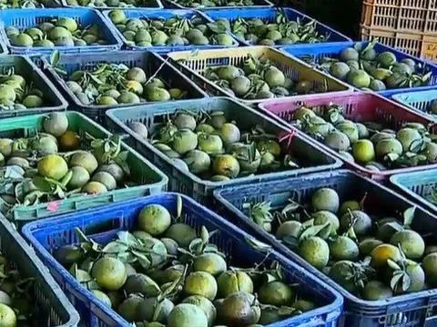 Rớt giá kỷ lục, 1kg cam chỉ… 1.000 đồng