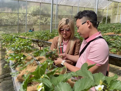 Hình ảnh 400.000đồng/kg dâu tây nhưng các vườn ở Đà Lạt vẫn nườm nượp khách