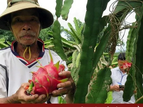 Thanh long tắc đường sang Nhật, nông dân như "ngồi trên lửa"