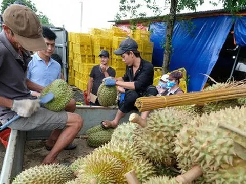 Lý do nhiều rau quả chủ lực của Việt Nam chưa thể xuất sang Trung Quốc