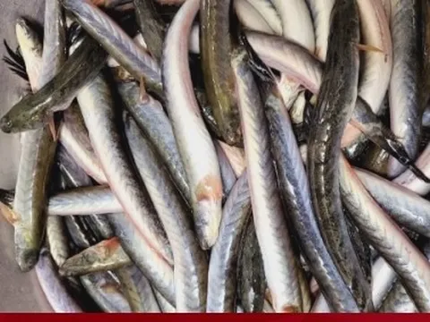 Cá kèo tăng giá chóng mặt, dân nuôi không có mà bán