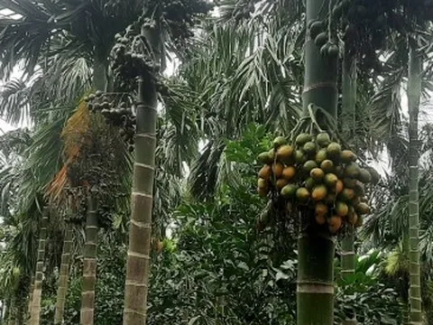 Trái cau cho thu nhập cao nhưng chỉ nên trồng xen canh