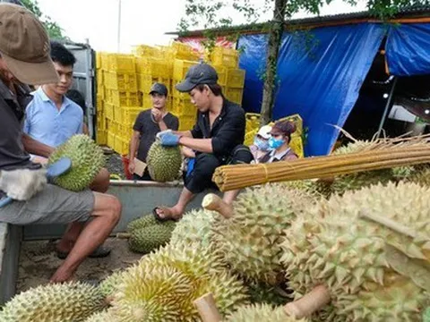 Vì sao sầu riêng Thái được cấp mã số gấp trăm lần Việt Nam?