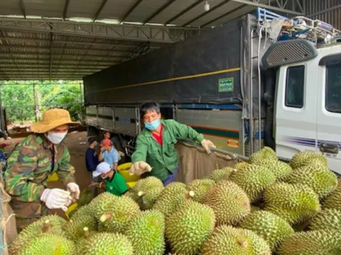 Hơn 7.000 tấn sầu riêng xuất sang Trung Quốc