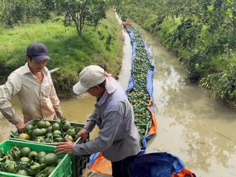 Vĩnh Long: Cam sành rớt giá, ngành chức năng khuyến cáo