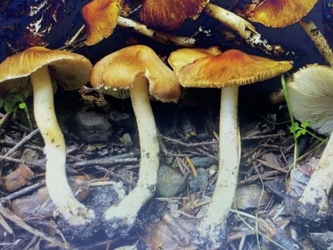 Hái “nấm lạ” ven đường về ăn, gia đình 5 người nhập viện khẩn cấp