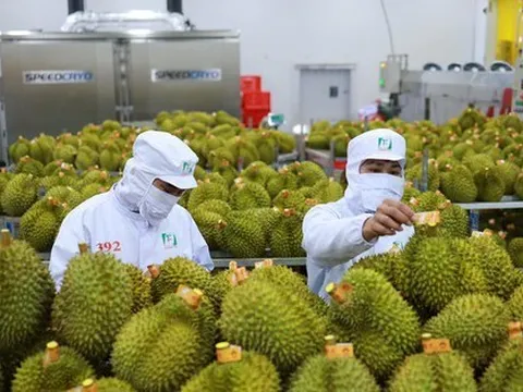 Sầu riêng Việt có thể mang về 1 tỷ USD trong năm nay