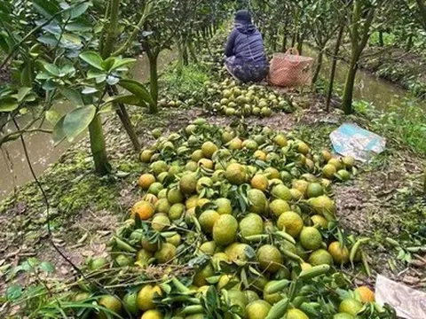 Cam sành rẻ chưa từng có, người nông dân 'đứng ngồi không yên'