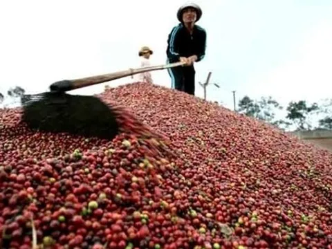 Xuất khẩu gần 2 triệu tấn, kim ngạch hơn 4 tỷ USD - năm 2023 của cà phê Việt Nam sẽ thế nào?
