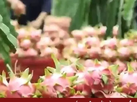 Thanh long ruột đỏ đi Nhật bị dừng đơn hàng đột ngột