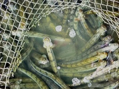 Cá kèo thương phẩm tăng giá kỷ lục, cá giống hiếm nguồn cung