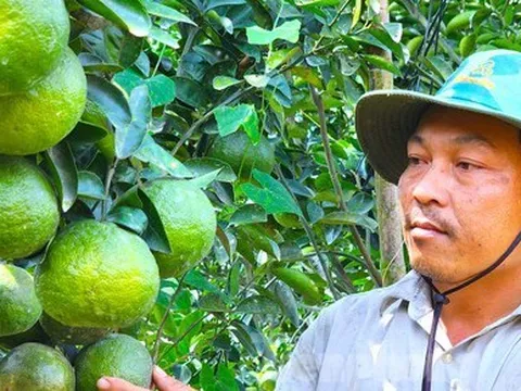 Xót xa vườn cam sành trĩu quả nguy cơ mất trắng vì giá 'rẻ như bèo'