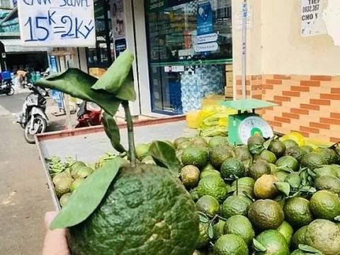 Vì sao cam sành rớt giá thảm hại, phải kêu gọi 'giải cứu'?