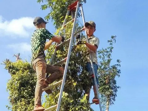 Nhà nông 'cay xè' vì hồ tiêu