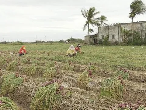 Hành tím Sóc Trăng trúng mùa, được giá