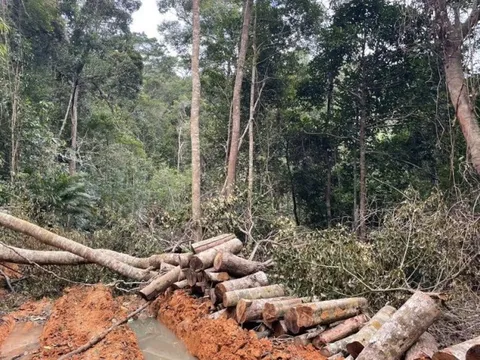 Vụ phá rừng ở Khánh Hòa: Phát hiện thêm nhiều khoảnh rừng bị phá