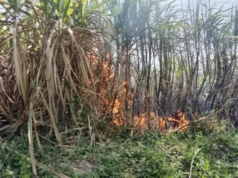 Gia Lai: Làm rõ việc hàng trăm héc ta mía sắp thu hoạch bị cháy