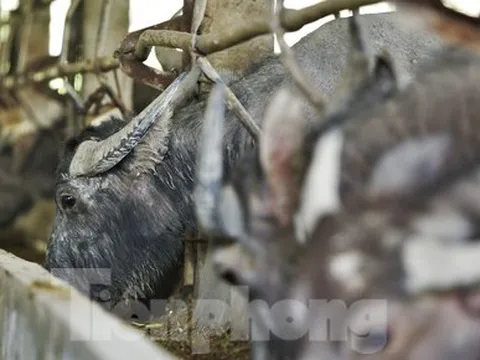 Cận cảnh trang trại nuôi trâu lớn nhất Hà Tĩnh