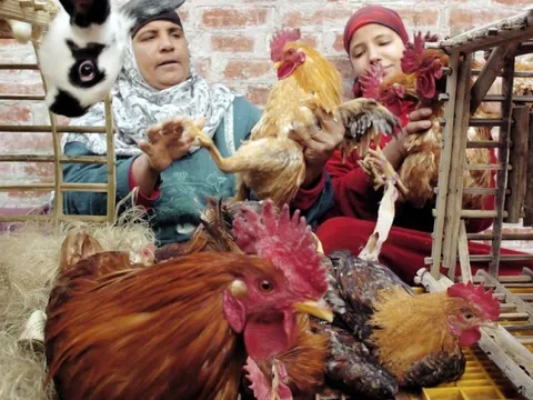 Cúm gia cầm lây lan sang nhiều quốc gia mới, thành mối đe dọa toàn cầu