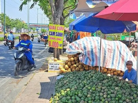 Giải cứu cam sành khắp các ngả đường TP HCM