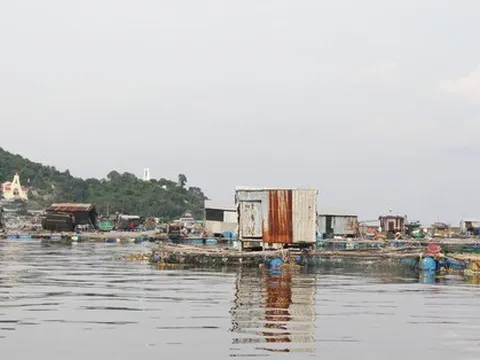 Kiên Giang: Hàu, cá mú chết hàng loạt, người dân như 'ngồi trên đống lửa'