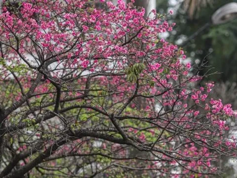Ngắm hoa anh đào Nhật Bản khoe sắc ở Hà Nội