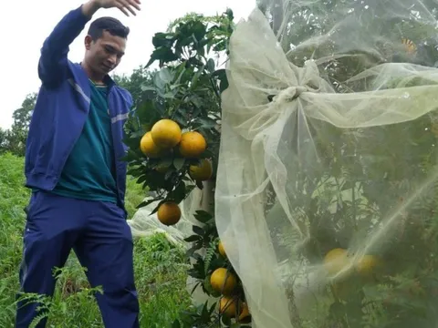 Cầu nối đưa nông sản Hà Tĩnh vươn xa: Nông dân tiếp cận chuyển đổi số (bài 2)