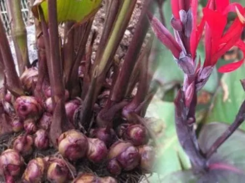 Loại củ mọc đầy góc vườn và công dụng phòng tránh đột quỵ hiệu quả, đặc biệt trong thời tiết lạnh